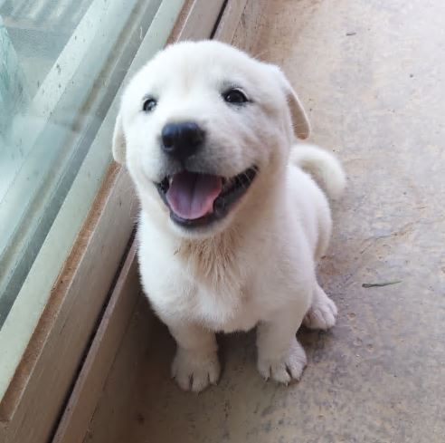 dog.JPG